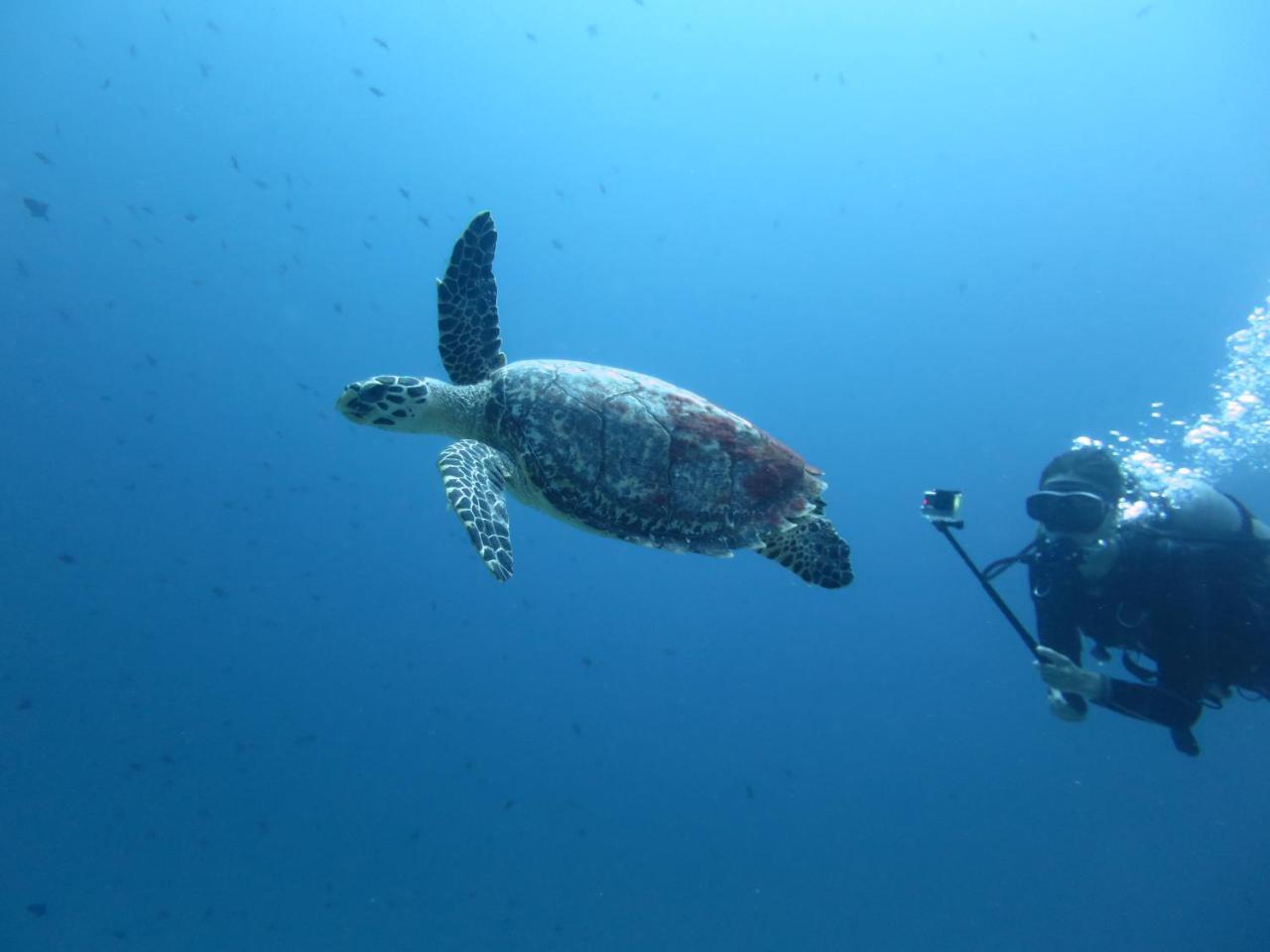 Hôtel South Ari Dive Center à Dhangethi Extérieur photo